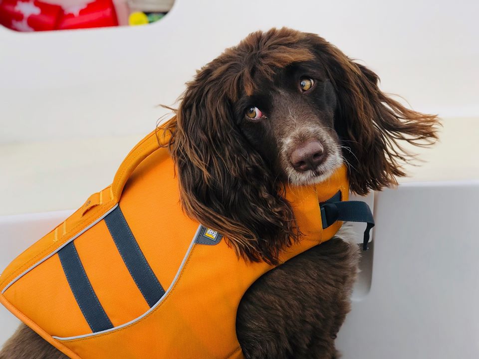 Sea Pup