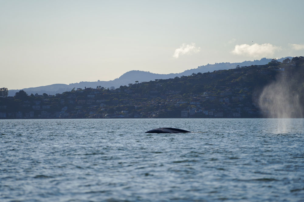 World Ocean Day