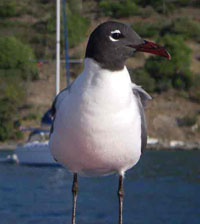 2005 Moorings Winner Hails From Lake Champlain