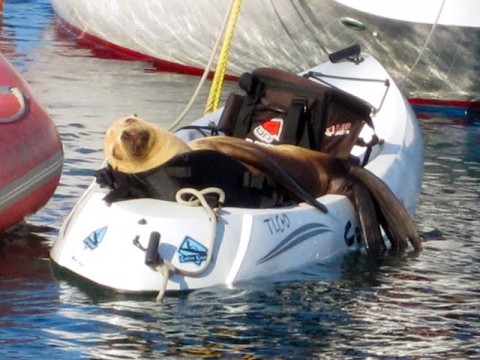 Catalina Sea Lion