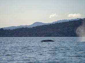 World Ocean Day