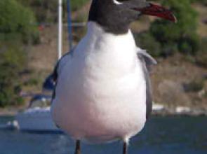 2005 Moorings Winner Hails From Lake Champlain