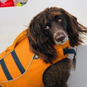 Sea Pup