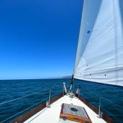 Avocet Under Sail